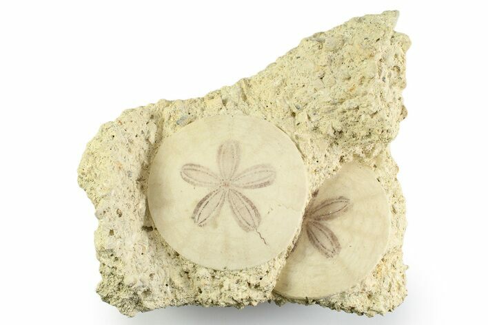 Two Fossil Sand Dollars (Scutella) - France #359687
